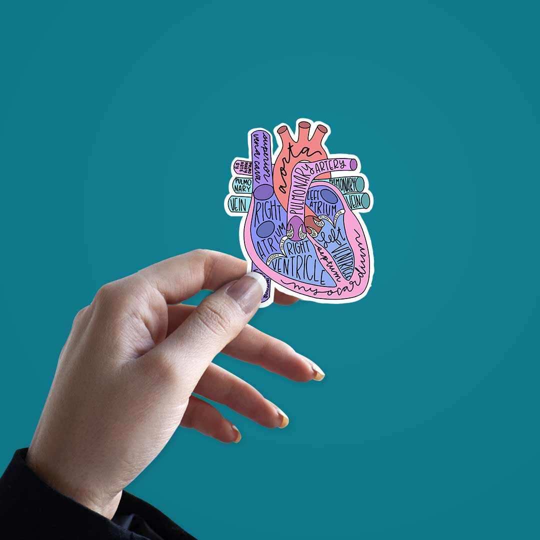 Anatomy Of Heart Sticker - Stickers | STICK IT UP