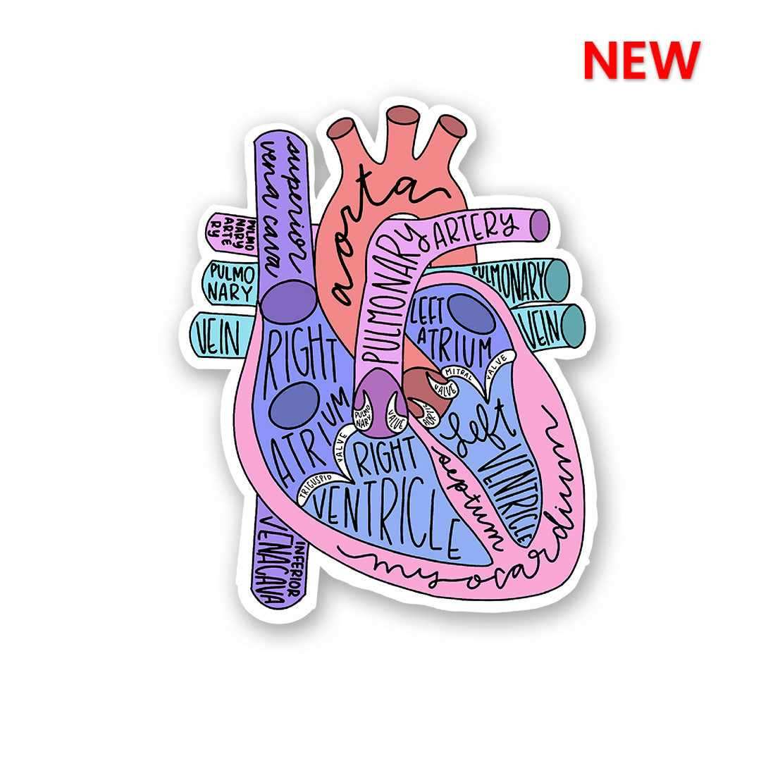 Anatomy Of Heart Sticker - Stickers | STICK IT UP