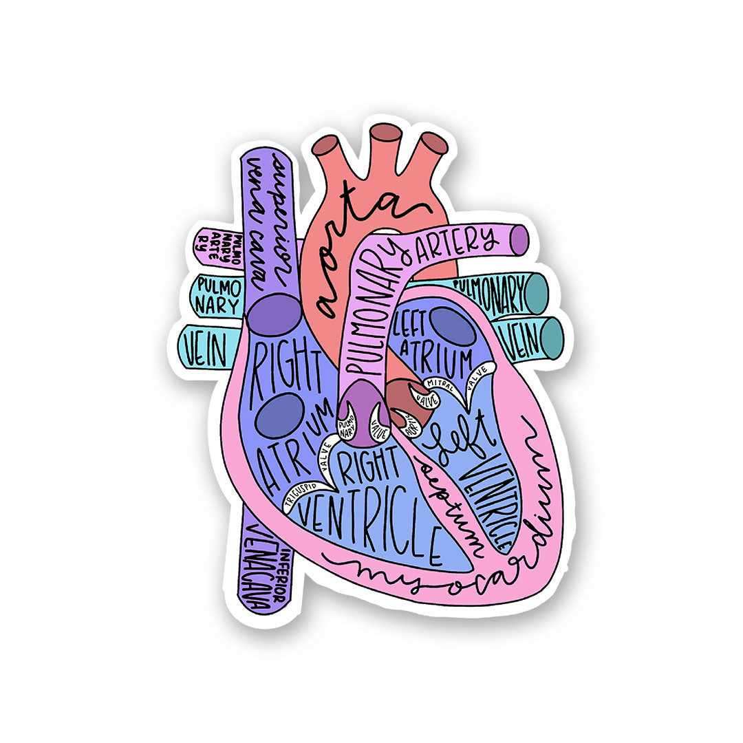 Anatomy Of Heart Sticker - Stickers | STICK IT UP