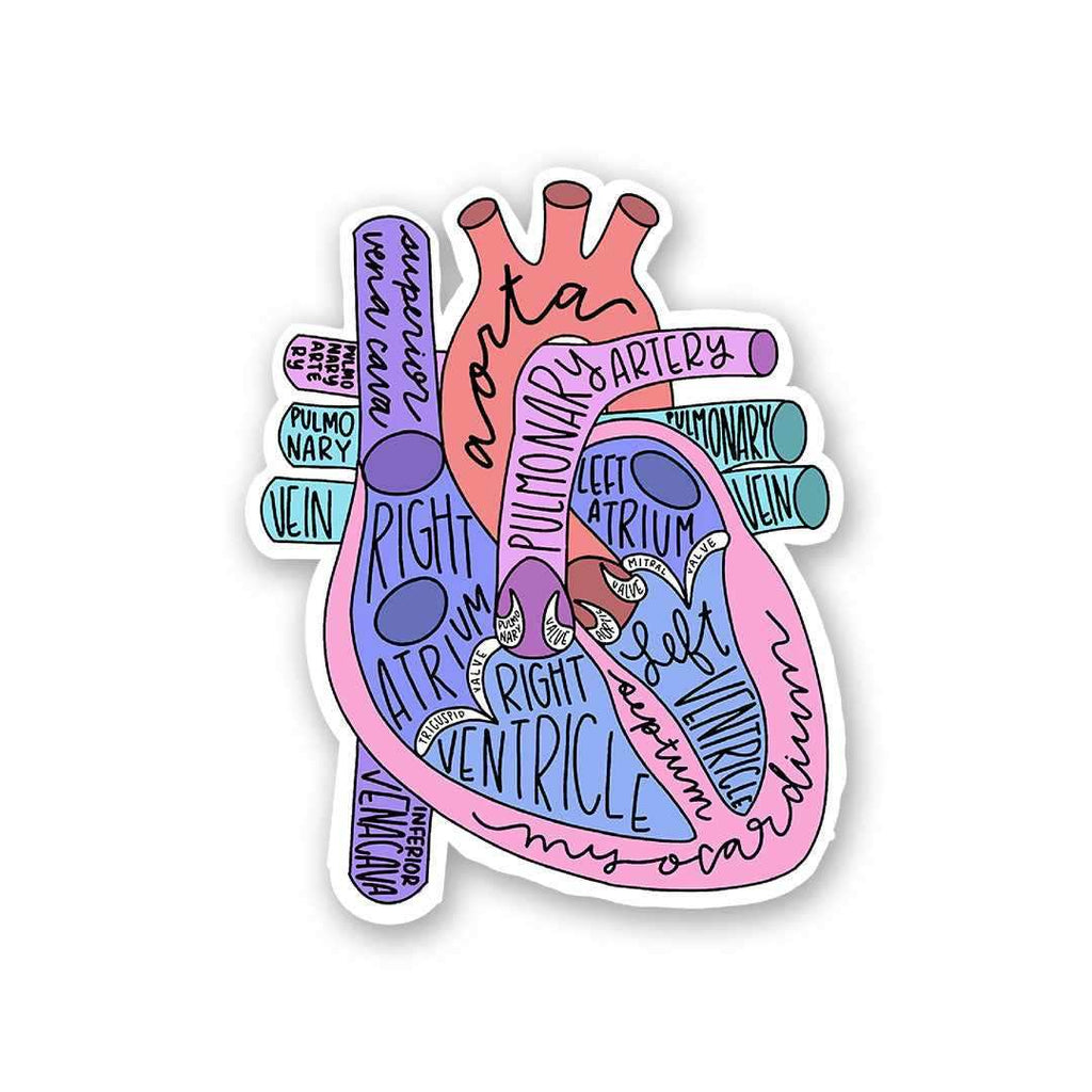 Anatomy Of Heart Sticker - Stickers | STICK IT UP